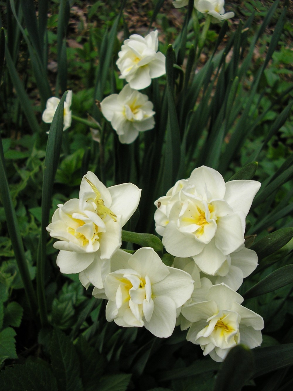 OLYMPUS DIGITAL CAMERA